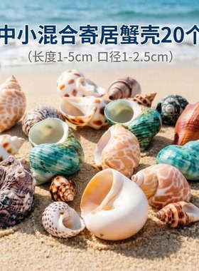 天然寄居蟹替换壳鱼缸造景