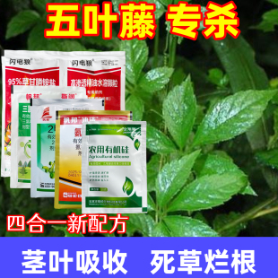 五叶藤除草剂五叶藤专杀母猪藤专用除草剂五叶藤专用药草藤蔓通用