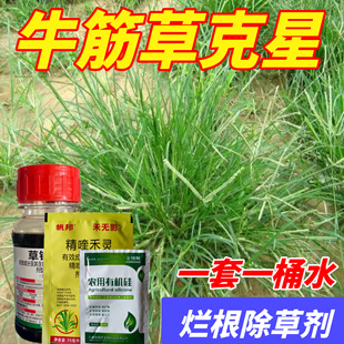 牛筋草烂根专用药精喹禾灵乳油除草剂芦苇牛筋草克星专杀牛筋草