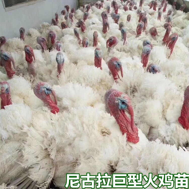 巨型火鸡纯种白色尼古拉700系活苗脱温活体鸡苗青铜贝蒂娜火鸡苗
