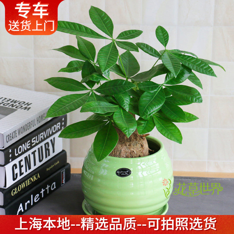 小发财树盆栽 好养的桌面小植物 净化室内空气 上海花草世界
