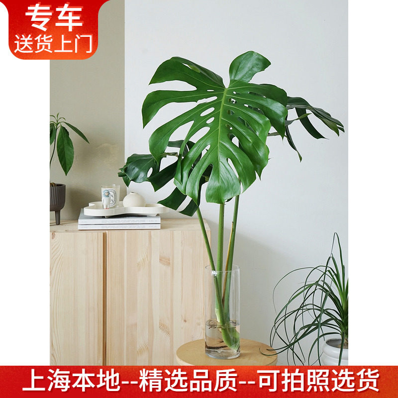 精品水培老桩龟背竹+玻璃瓶 水养新装修净化空气植物室内绿植好养,鲜花速递/花卉仿真/绿植园艺,绿植,淘宝优惠券,粉丝福利购,淘宝优惠卷