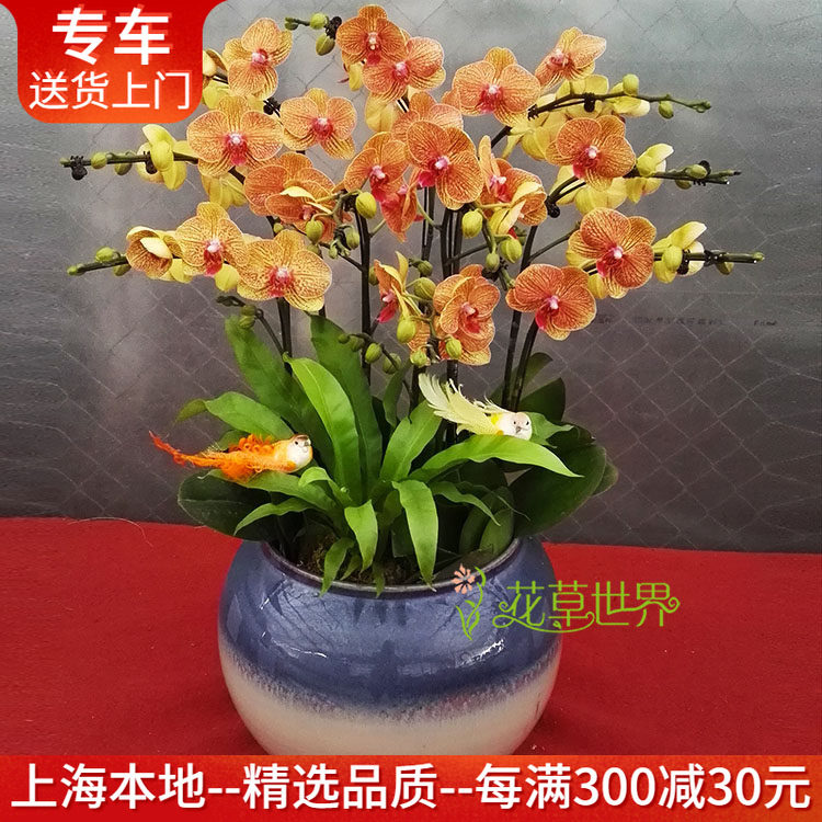 10支橙色蝴蝶兰盆栽 鲜活植物真花 高档礼品送礼花卉上海送货上门