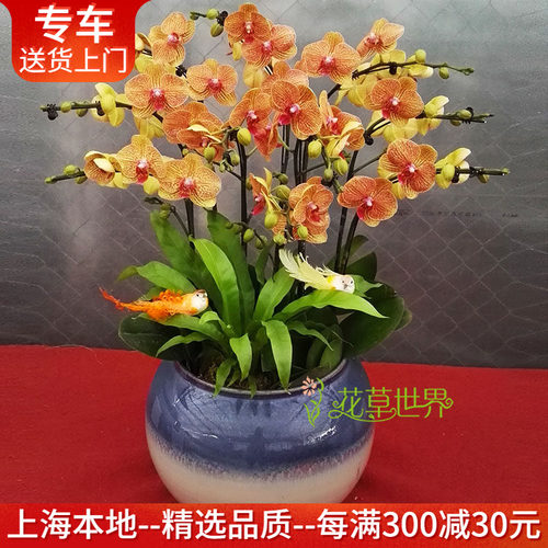 黄金甲蝴蝶兰盆栽高档礼品年宵花
