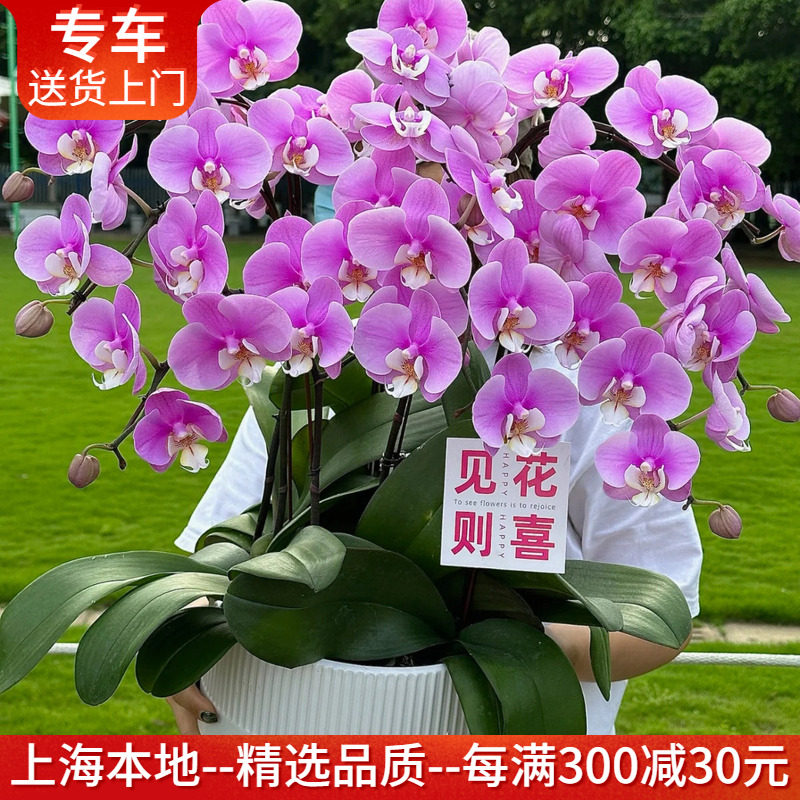 粉安娜蝴蝶兰盆栽花期长 开业乔迁礼品盆景年宵花卉 上海送货上门