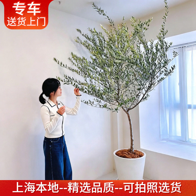 橄榄树盆栽大油橄榄网红植物好养