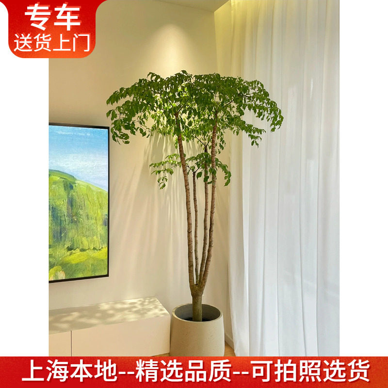 老桩幸福树幌伞枫盆栽室内绿植物