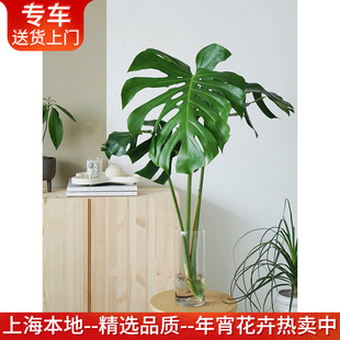 精品水培老桩龟背竹+玻璃瓶 水养新装修净化空气植物室内绿植好养