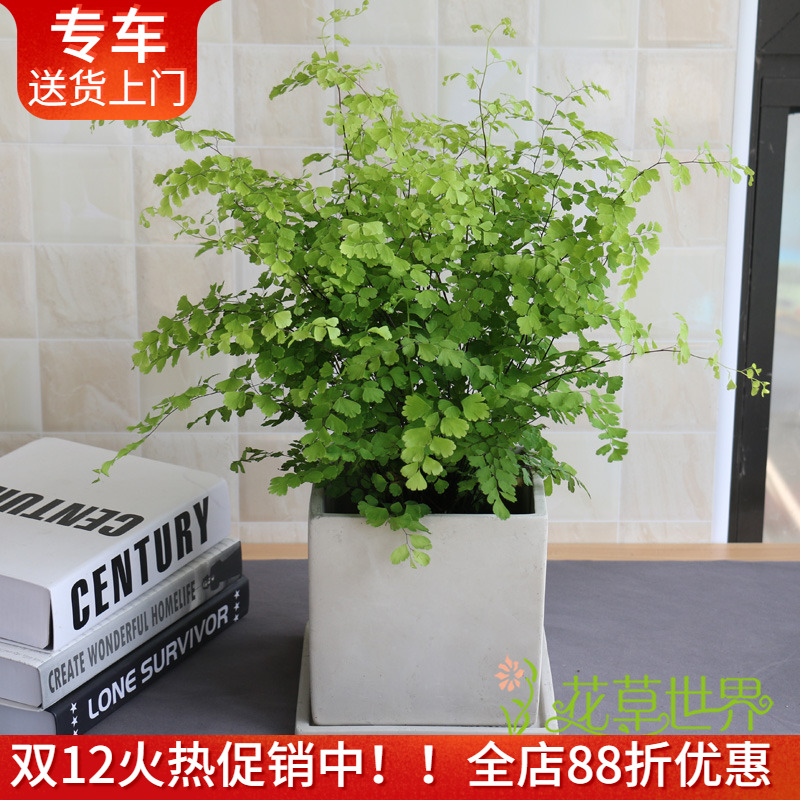 铁线蕨盆栽蕨类植物室内办公桌绿植绿化释放负离子吸甲苯净化空气