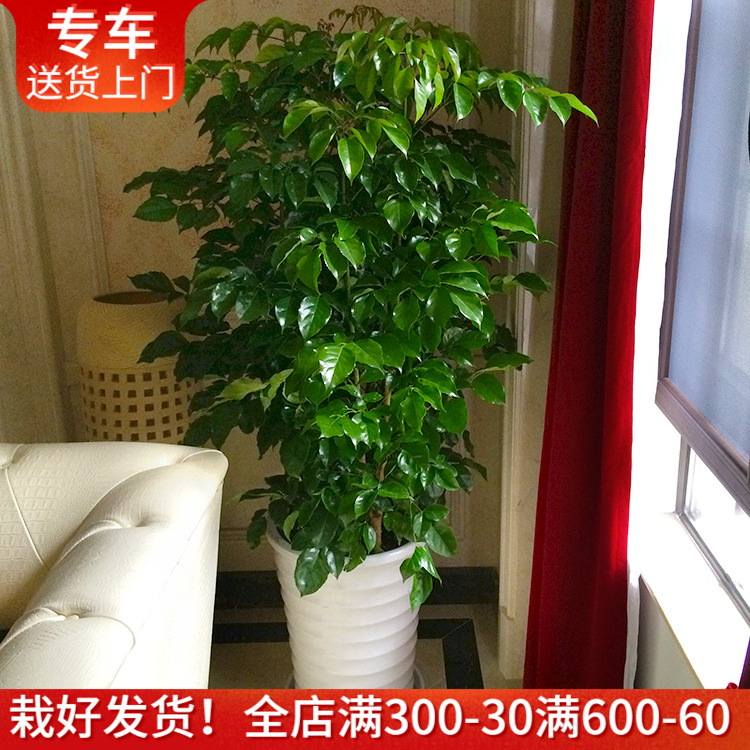 绿植幸福树大型观叶上海送货绿宝