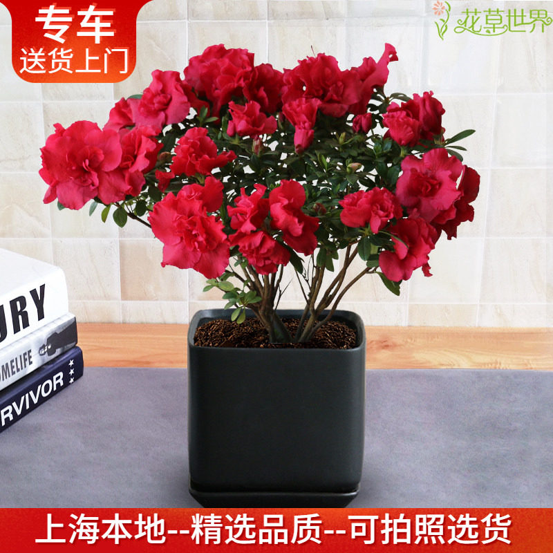 杜鹃花盆栽 带花出售 花期长观花植物阳台庭院客厅窗台绿植花卉