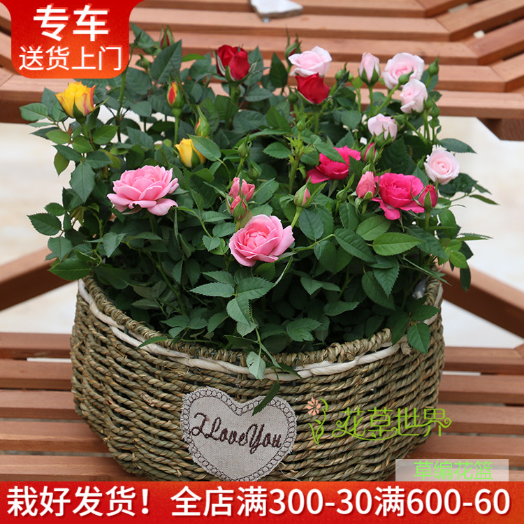 多色玫瑰花+竹编花盆 混色花朵 月季花期长 庭院阳台窗台蔷薇花卉