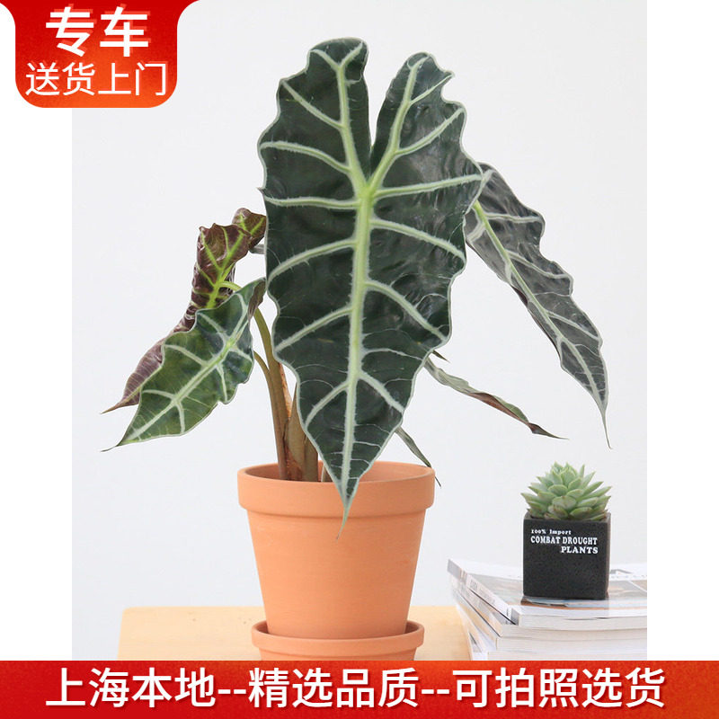 精品大仙女海芋盆栽非洲面具大叶好养网红室内桌面观叶植物黑叶观