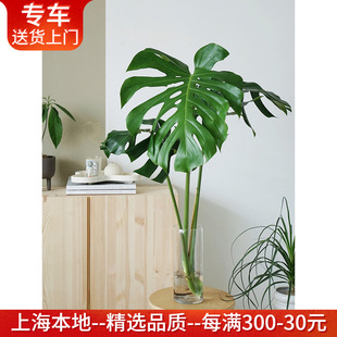 精品水培老桩龟背竹+玻璃瓶 水养新装修净化空气植物室内绿植好养