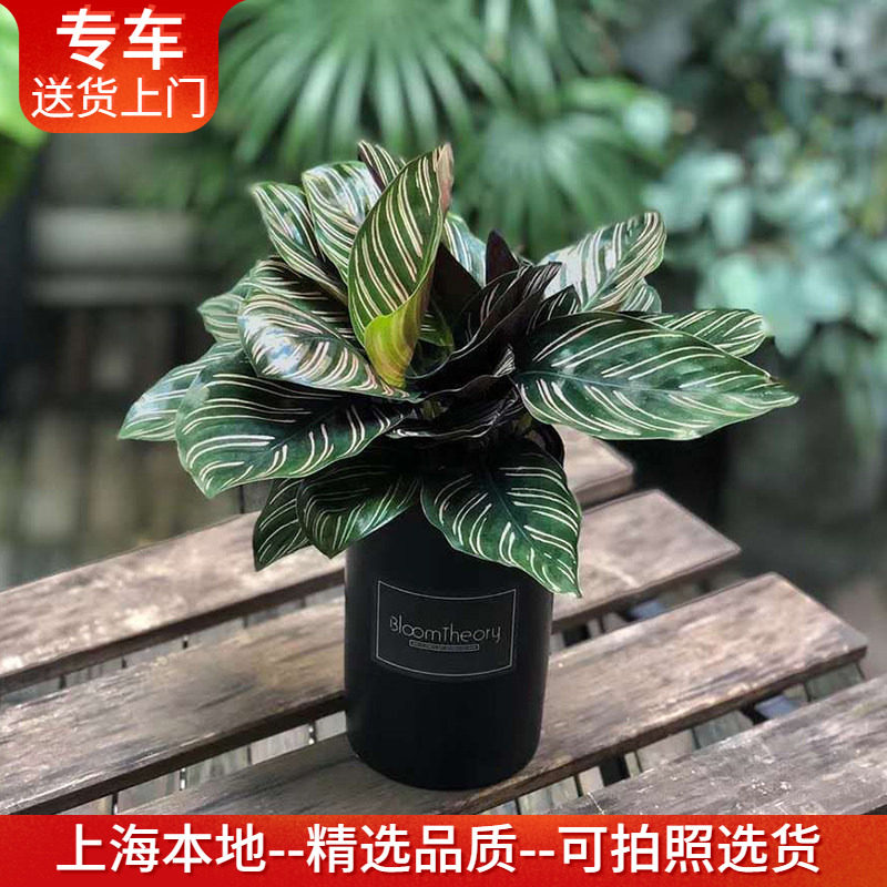 双线竹芋盆栽 室内桌面窗台小型植物 耐阴绿植花卉 上海送货上门