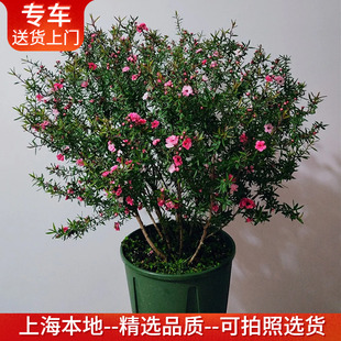 松红梅盆栽 带花出售耐寒花期长开花爆盆阳台户外庭院绿植花卉