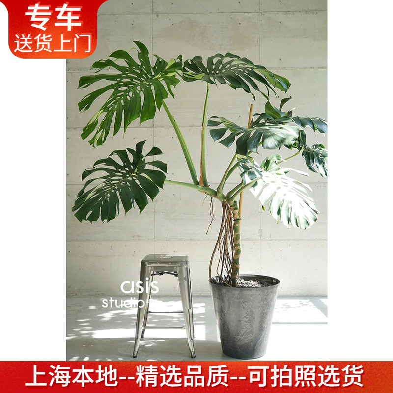 大型龟背竹盆栽老桩好养 净化空气植物室内客厅卧室办公室绿植