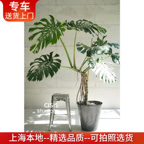 大型老桩龟背竹盆栽室内植物客厅