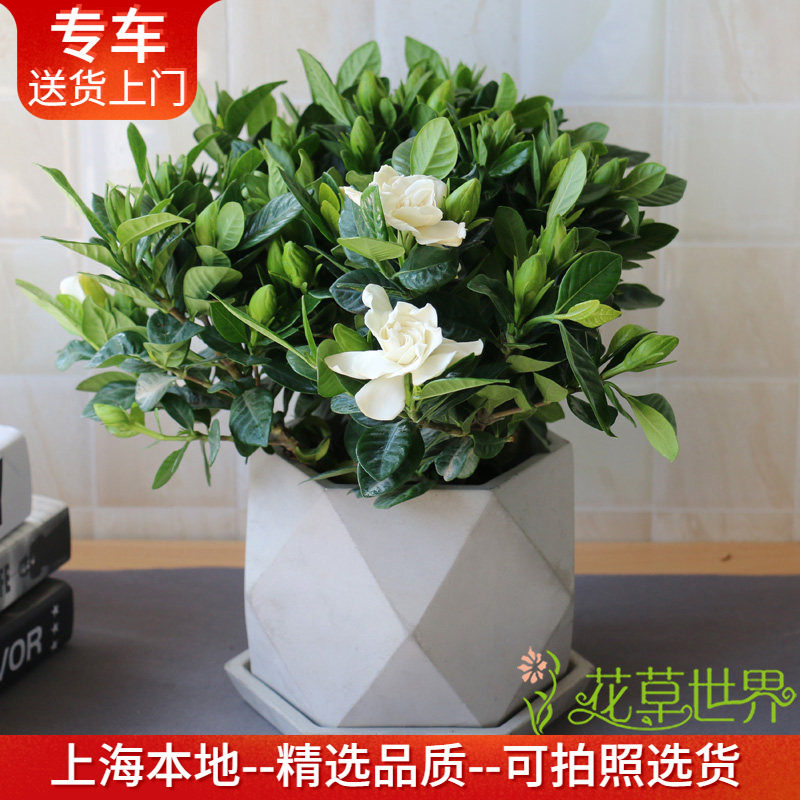 栀子花盆栽 带花出售 芳香多年生木本植物室内阳台户外庭院观花卉