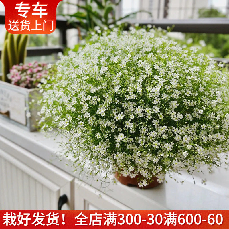 婚纱满天星盆栽带花出售开花爆盆花期长阳台室外庭院花园植物花卉