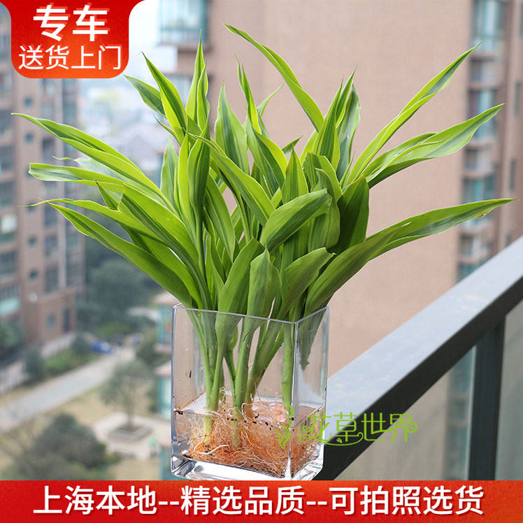水培金边富贵竹+花瓶套装 带根水养植物常青室内花卉上海送货上门