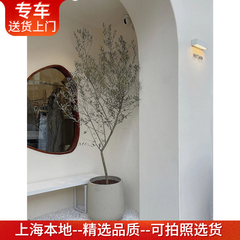 橄榄树盆栽油橄榄 大型鲜活真树网红植物北欧风室内户外生命力强
