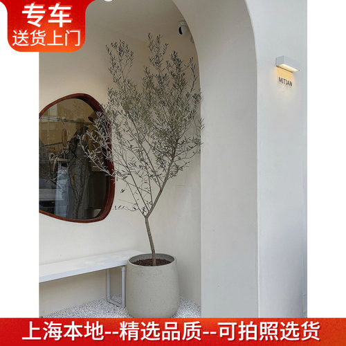 橄榄树盆栽油橄榄网红植物好养