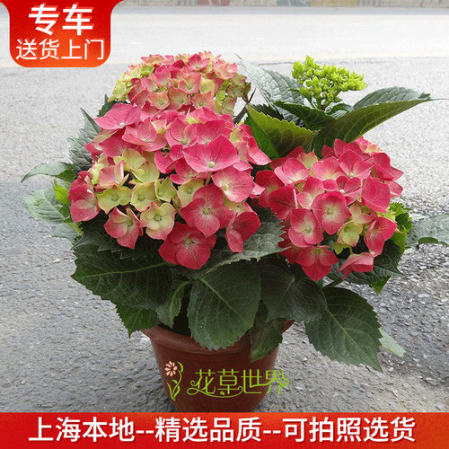 【带花】绣球花盆栽多年生绿植物