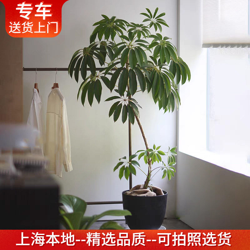 日本保罗大叶伞盆栽 摇钱树造型室内植物客厅办公室四季常绿植
