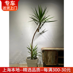 荷兰铁盆栽 双层太空铁龙血树 老桩好养绿植室内客厅办公室大植物