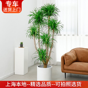 1.4—2.5米多头龙血树盆栽龙须树大型室内办公室客厅植物大气绿植