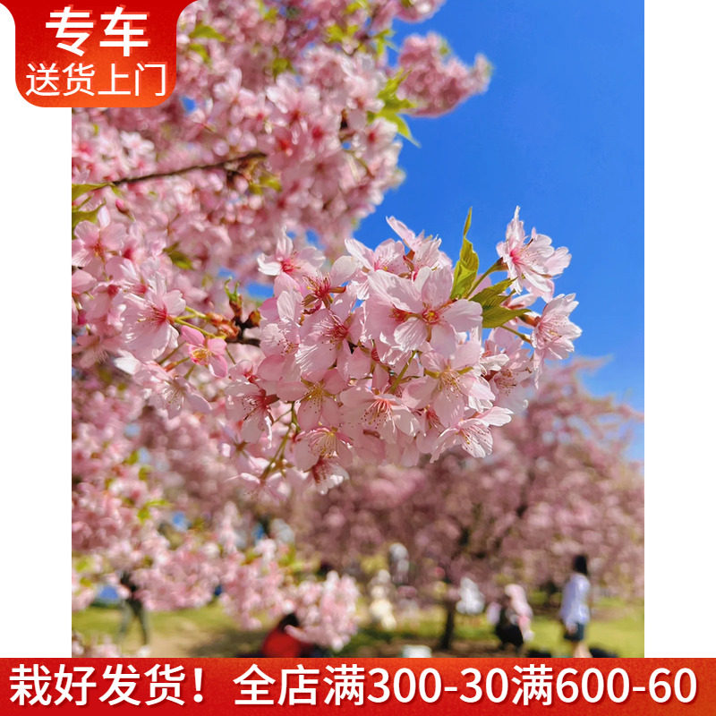 桃花树紫藤花樱花樱桃树盆栽大型户外绿植开花植物花卉庭院耐寒耐