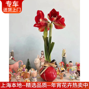 精品朱顶红盆栽重瓣 进口蜡球室内开花植物阳台庭院可地栽花卉