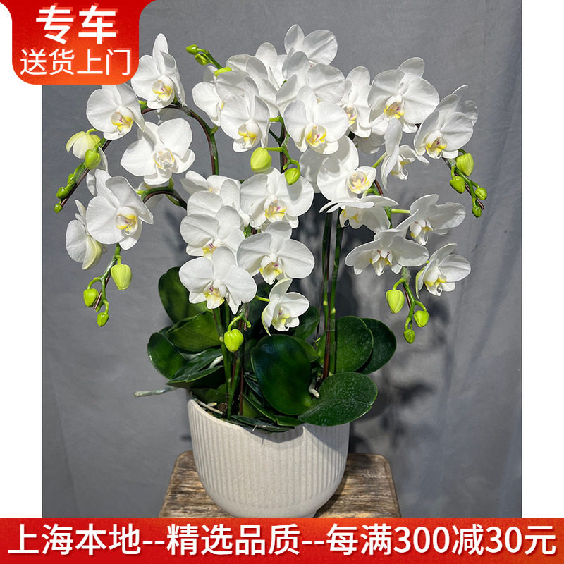 【特级中小花蝴蝶兰集合】阿玛宝贝富贵鸟樱花黄金树金蝶高档盆景