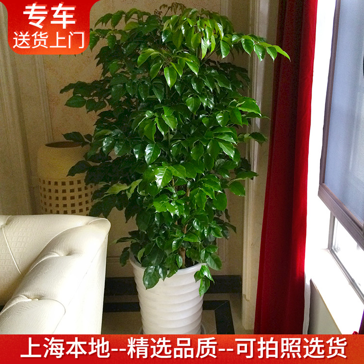 绿宝幸福树盆栽大型室内观叶植物客厅办公室绿植盆景上海送货上门