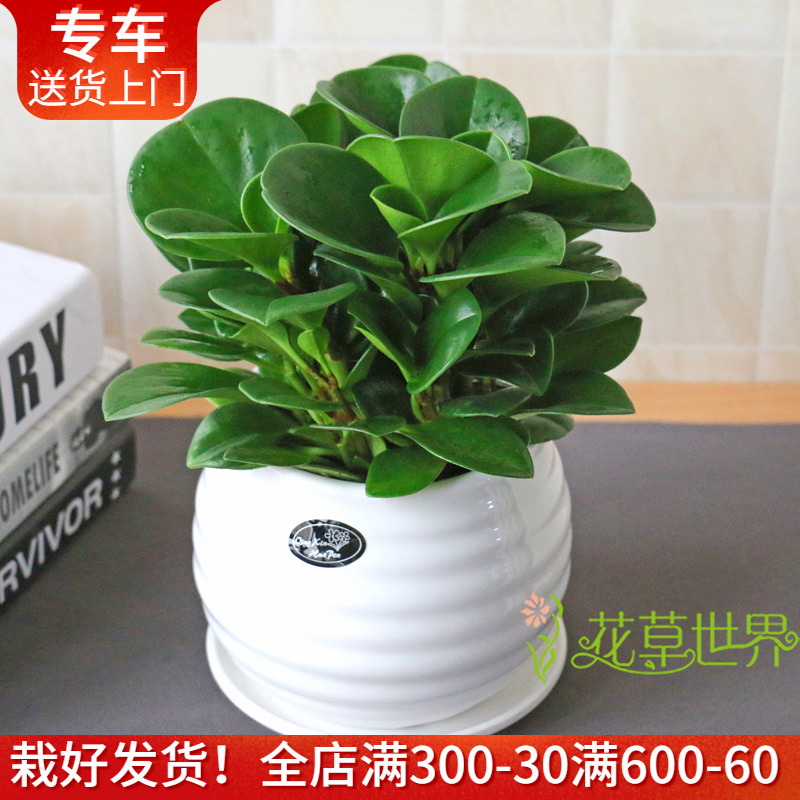豆瓣绿盆栽 耐阴净化空气尼古丁叶片肥厚 青叶碧玉室内桌面小植物
