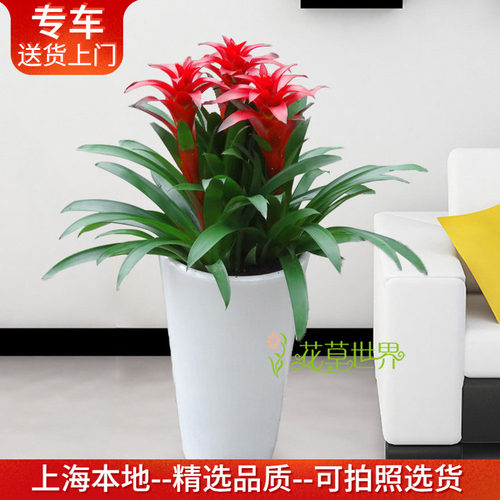 盆栽又名开业乔迁礼品年宵花卉