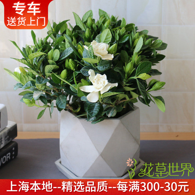 栀子花盆栽 带花出售 芳香多年生木本植物室内阳台户外庭院观花卉