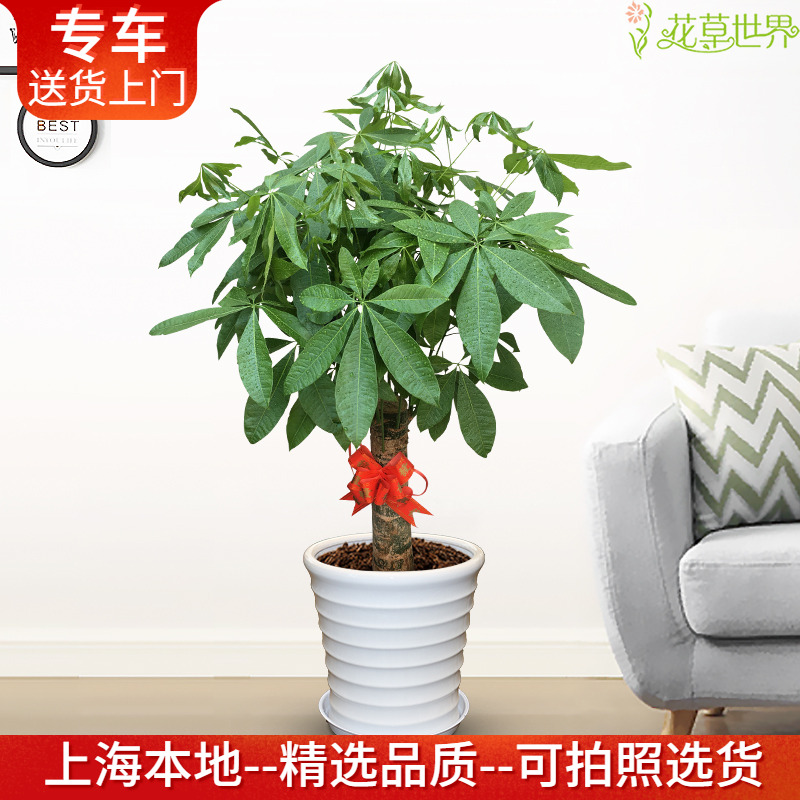 中型发财树盆栽室内植物耐阴绿植
