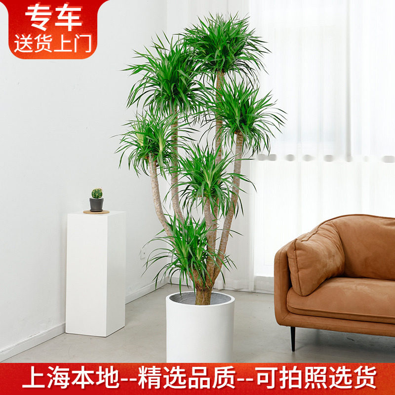 1.4—2.5米多头龙血树盆栽龙须树大型室内办公室客厅植物大气绿植,鲜花速递/花卉仿真/绿植园艺,大型绿植/成品组合盆栽,淘宝优惠券,粉丝福利购,淘宝优惠卷