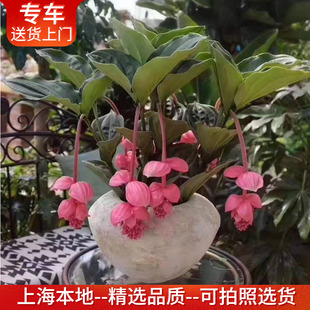 精品进口宝莲灯花盆栽 高档礼品植物优雅高贵室内绿植花卉花期长