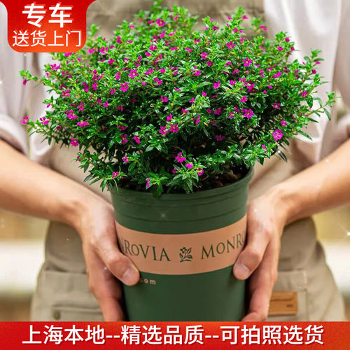 红花满天星盆栽花期长耐寒耐晒植