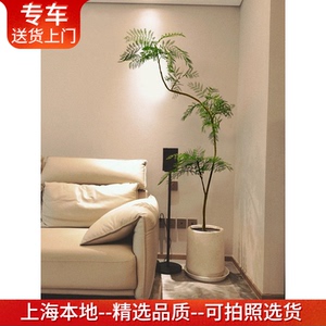 鲜活植物蓝花楹盆栽艺术造型网红