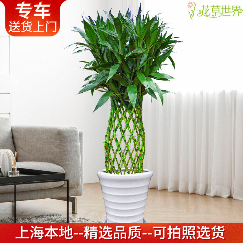 富贵竹笼盆栽大型室内观叶植物办公室绿化开业乔迁礼品 送货上门
