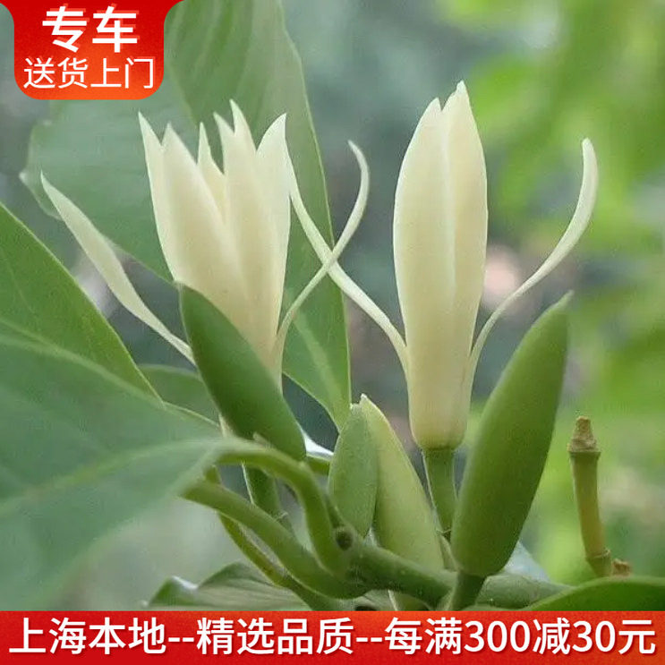 大型白兰花盆栽 多年生植物花期长木本绿植物花香清新白玉兰