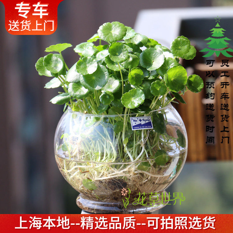 水培铜钱草+玻璃瓶套装 金钱草水养绿色植物绿植花卉上海花草世界