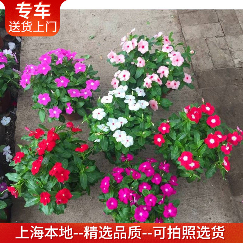 长春花盆栽日日春 花期长 观花植物阳台窗台户外庭院花坛耐晒花卉