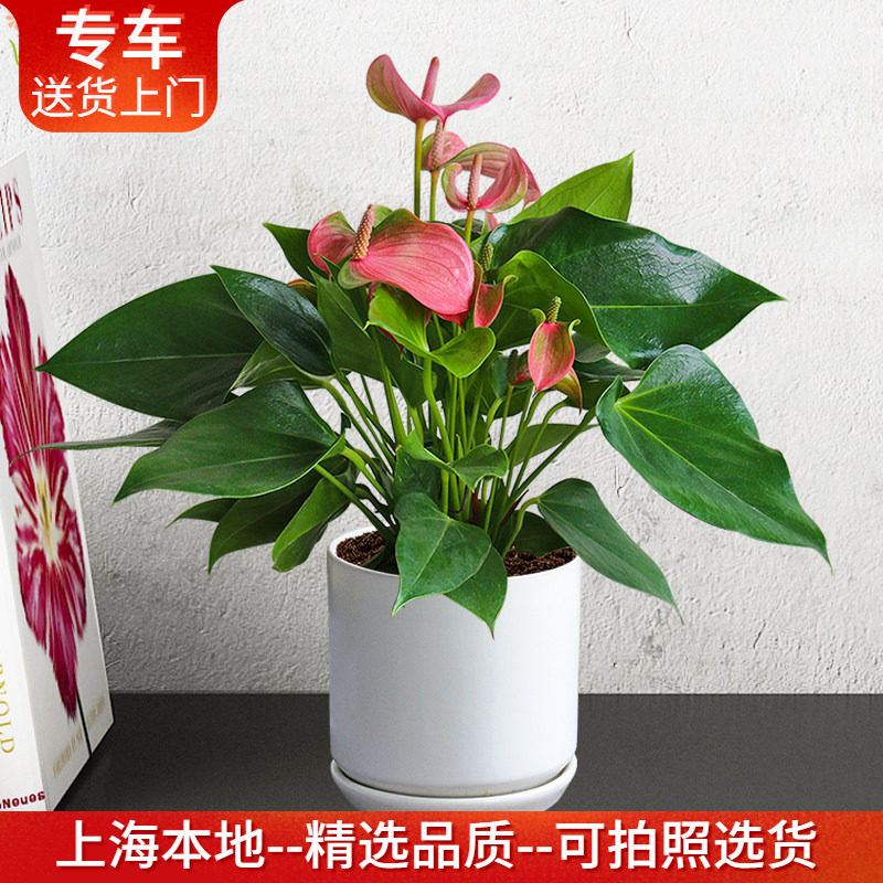 粉掌盆栽室内观花植物花期四季净化空气办公桌面茶几窗台阳台花卉