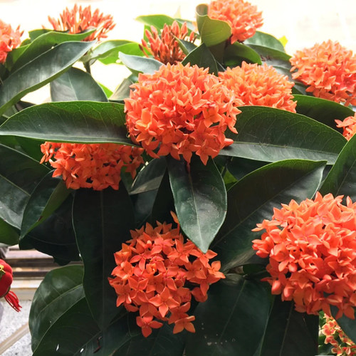 龙船花盆栽带花花期长阳台植物