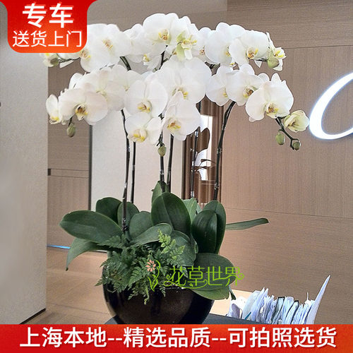 特级大花蝴蝶兰盆栽上海送货上门